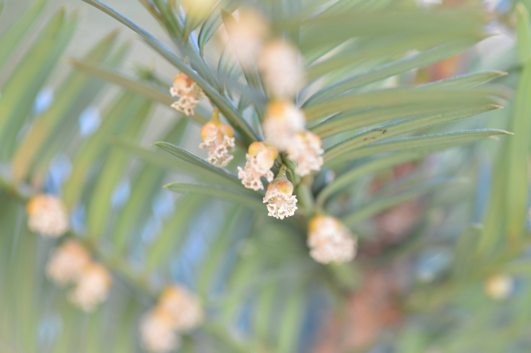 Taxus baccata / Tasso